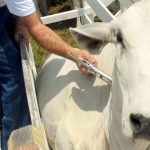 portaldbo vacina febre aftosa parana