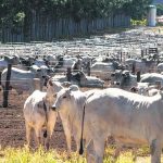 Clima e safra de gr os farta devem reduzir os gastos dos pecuaristas com alimentac o dos animais