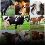 melhores racas de vacas leiteiras1 640x390 1