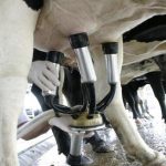 A estimativa de produção de leite cru para 2024 é maior devido a um estoque maior de vacas leiteiras.