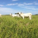 Canadá. vacas-nova-leguminosa-embrapa-vacas-pasto-gustavo-jose-braga