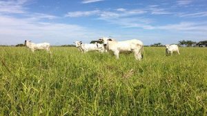 Canadá. vacas-nova-leguminosa-embrapa-vacas-pasto-gustavo-jose-braga