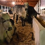 bubalinos expofeira