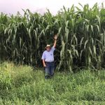 sorgo boliviano gigante perguntas respostas duvidas plantio ponto corte consorcio resistencia silagem adubacao recomendacoes