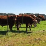 carrapato boi bovino parasita SICOPA UFPR programa sustentavel menos quimicos foto Molento Divulgacaio e1565039824719