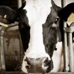 documentsfeaturesimages19428dairycowfactsheetjpg 940.420 0 0 85