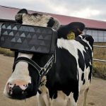 20191126124023 1200 675 Oculos vr para vacas