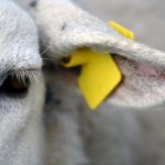 close up sheep 1393607 696x461 1