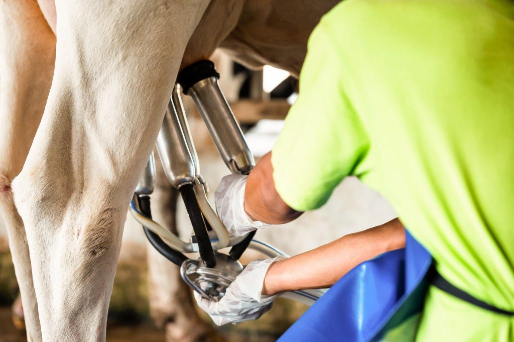 Setor lácteo trabalha por retomada da produção em 2025 leite