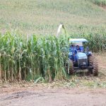 agricultores tem apoio para o preparo da silagem em nova veneza