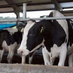governo do estado investe r 1 milhao em acao para apoiar produtores de leite 20200609 1062583586