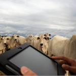 Agricultura. pecuaria-de-precisao-big-brother-bovino-sensoriamento-gado-de-corte-destaque