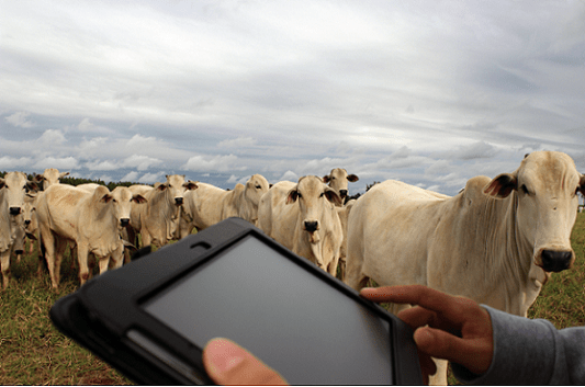 Agricultura. pecuaria-de-precisao-big-brother-bovino-sensoriamento-gado-de-corte-destaque