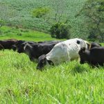 como produzir bezerros de corte a partir de vacas girolando mato grosso do sul