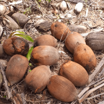 Agricultoras transformam coco do babacu em fonte de renda com a producao de farinha 1