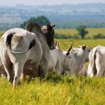 touro cobrindo a campo monta natural