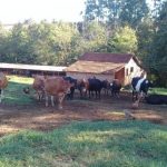 36c4b129 vacas propriedade 800x445 1