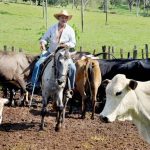 Producao leiteira e uma atividade importante na pecuaria tocantinense