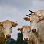 curso inseminacao artificial gado de leite nuporanga