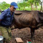 x92465927 A farmer carries a bucket of milk on his farm in Batabano Mayabeque province Cuba on Ap.jpg.pagespeed.ic .g h48k5txN