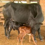 como fazer sistema parto gemelar fazenda pecuaria de corte 3