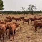 controle carrapato sem quimicos sistema lone tick embrapa gado de corte pasto rotacionado