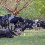 melhor raca de touro cruzar com vaca holandesa criar gado bruto rustico e sistematico