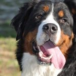 Guia de Racas conheca o Bernese Mountain Dog um grande e leal companheiro