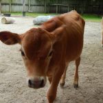 Miniature Jersey Cow scaled 1