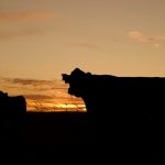 cattle farm 1024x682 1