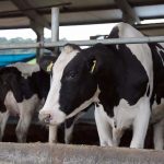 governo do estado investe r 1 milhao em acao para apoiar produtores de leite 20200609 1062583586