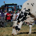 Produtores de leite da Povoa de Varzim em risco de falencia