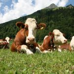 Simmental