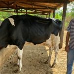 Agricultores se preparam para disputar Super Torneio Leiteiro