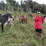 Apoio do Estado com suplemento alimentar para gado foi importante para pequenos pecuaristas durante cheia