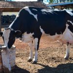 Baixo Desempenho Leiteiro no Verao A reducao na ingestao de alimentos nao e a unica causa