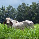 Desempenho de bovinos em diferentes pastagens sera testado em Uberaba