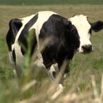 Estiagem afeta producao de leite no Rio Grande do Sul Globo Rural