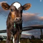 Tesco Manter os animais, com a alimentação em diferentes fases da produção (de bezerros a vacas), é o que mais aumenta os custos e pesa nas contas dos pecuaristas leiteiros (Divulgação/Wenderson Araujo/Trilux)