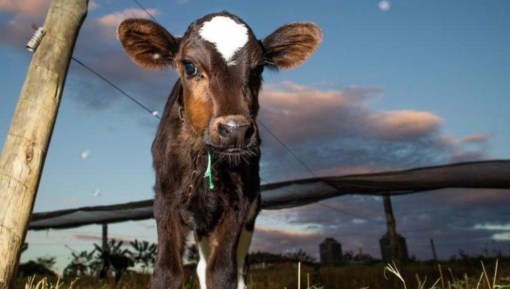 Tesco Manter os animais, com a alimentação em diferentes fases da produção (de bezerros a vacas), é o que mais aumenta os custos e pesa nas contas dos pecuaristas leiteiros (Divulgação/Wenderson Araujo/Trilux)