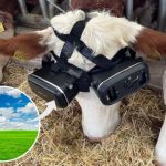 THE MOOTRIX Cows cooped up for winter fitted with virtual reality goggles — so they think theyre outside