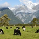 Border changes will allow international dairy workers onto farms DairyNZ