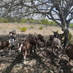 Empaer estimula pratica da caprinocultura no Cariri Oriental