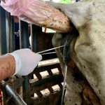 Impacto do uso de semen de corte em vacas de leite