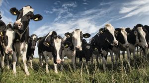 Emissão. Manejo ambiental reduz estresse por calor em vacas