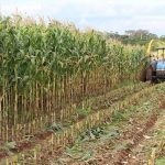 1 hectare de milho produz quantas toneladas de silagem