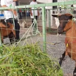 Cerca de 150 produtores sao acompanhados pelo programa FOTO TH 696x392.jpg