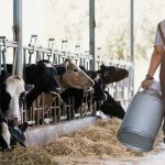 Leite a diferenca entre a fazenda leiteira que obtem o melhor preco e a que obtem o menor e de mais de 85