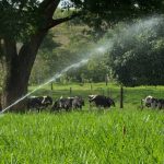 agro vacas leiteiras pasto irrigacao 22mar22 Embrapa