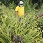 Agricultura Seagri dispoe de projetos para fomento aos produtores rurais